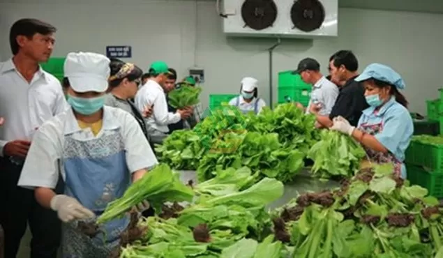 Nguồn thực phẩm sạch trong chế biến suất ăn công nghiệp tại Nhơn Trạch